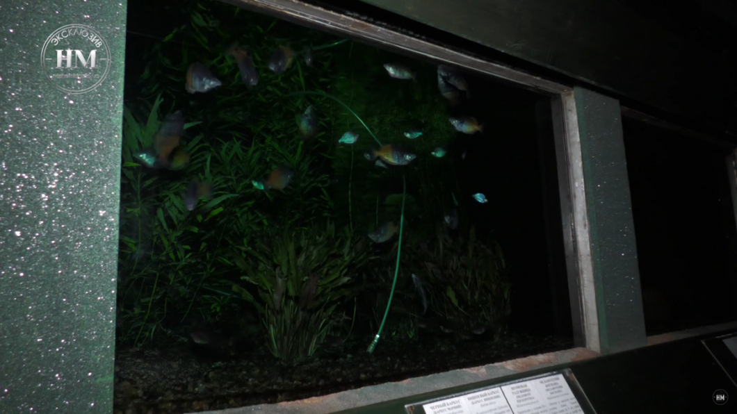 Новини Дніпра: Через відсутнісь світла вмирає акваріум у Дніпрі