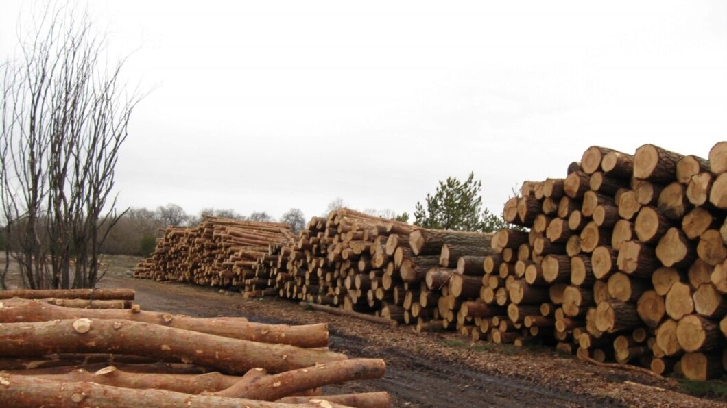 В Україні рекордно подорожчали дрова: названо ціни