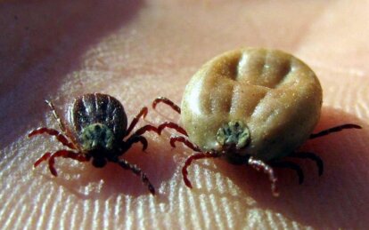 Новини Дніпра: Кліщі почали нападати на людей і тварин