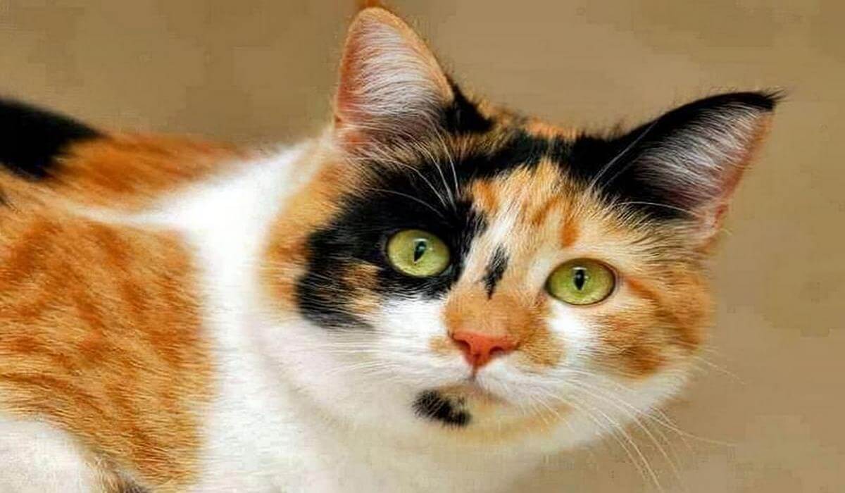 Четырехцветный кот