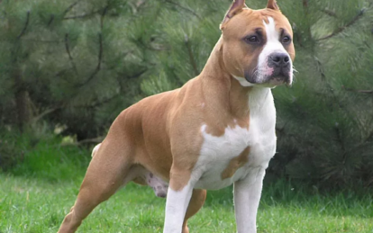 Зараз тебе не стане: у Дніпрі на ж/м Західний чоловік нацькував стаффордшира на дворову собаку