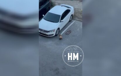 Мешканці налякані: у передмісті Дніпра розгулює лисиця (Відео)