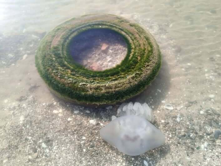 Новини Дніпра: В Азовському морі в лютому з'явилися медузи