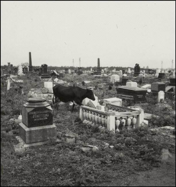 Забуті могили: таємниці єврейського цвинтаря у Дніпрі