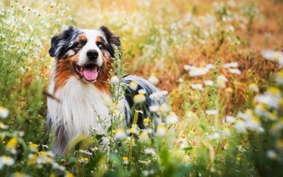 Найрозумніші собаки: топ-5 порід, що легко піддаються дресируванню