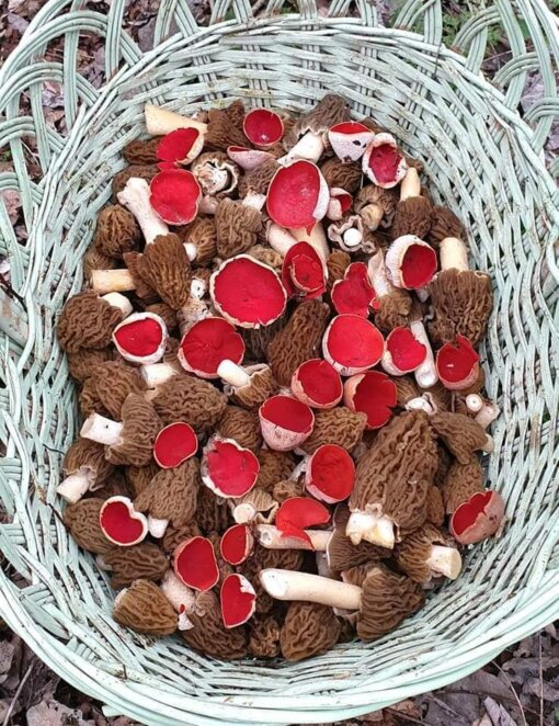 Новини Дніпра: Дніпрянин знайшов дивні гриби