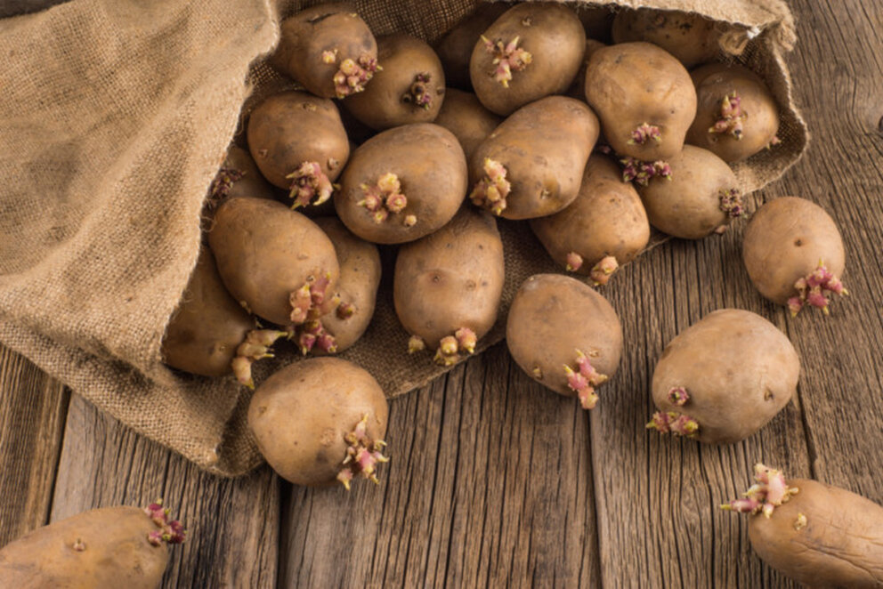 Новини Дніпра: Яку картоплю не можна їсти