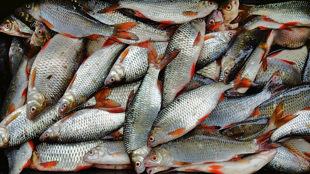 Новини Дніпра: Рибні штрафи 2023