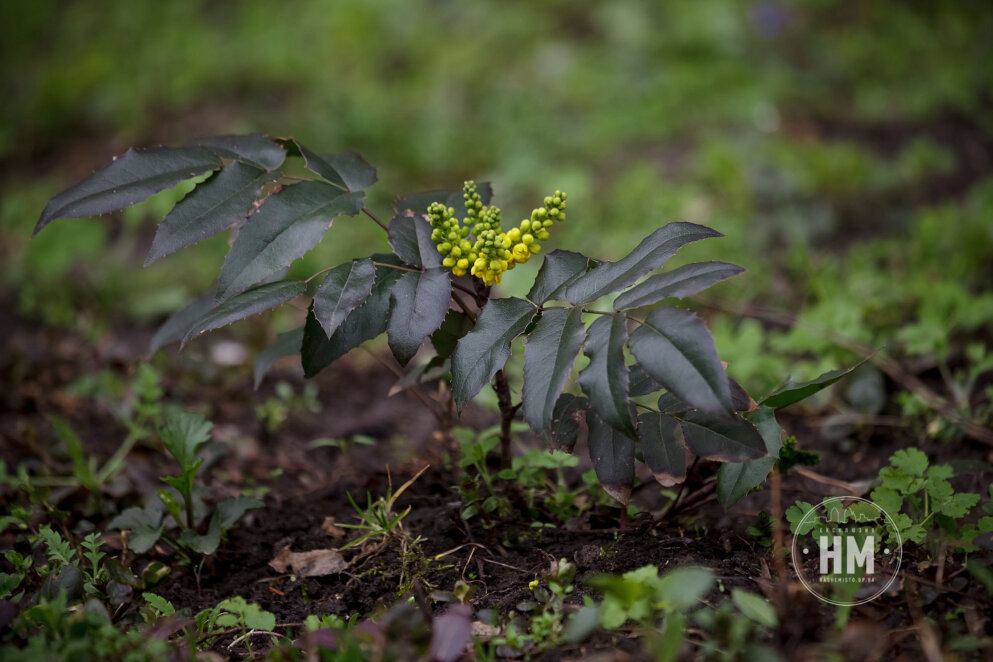Магонія падуболиста (Mahonia aquifolium) — вічнозелена рослина родини барбарисових
