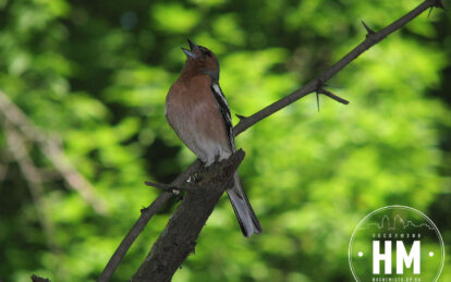 Новини Дніпра: Птахи навесні фото