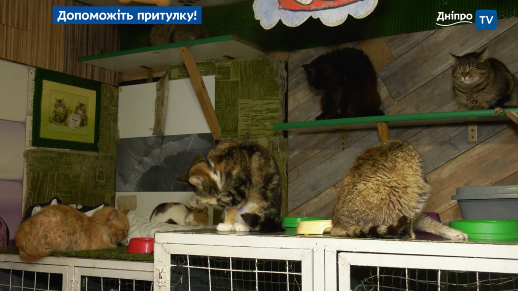 Новини Дніпра: Притулок для тварин «Ковчег» благає про допомогу