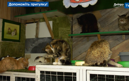 Новини Дніпра: Притулок для тварин «Ковчег» благає про допомогу