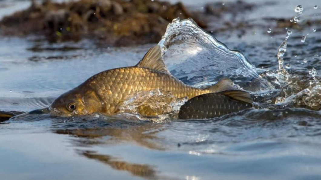 Новини Дніпра: Заборона на вилов риби