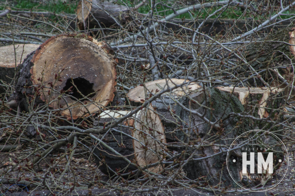 Новини Дніпра: Як видаляють аварійні дерева - Наше Місто