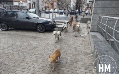 Новини Дніпра: Чому нападають собаки