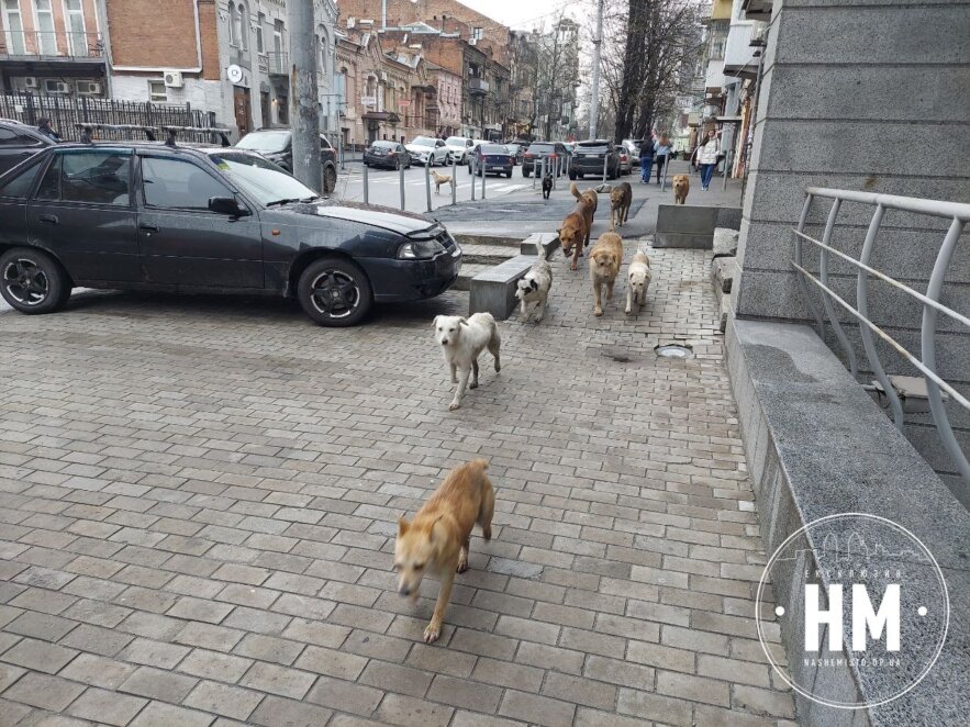 Новини Дніпра: Чому нападають собаки