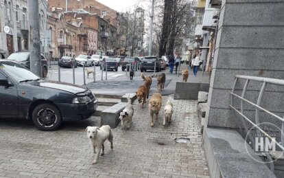 Новини Дніпра:  Про боротьбу зі зграями вуличних собак - Наше Місто