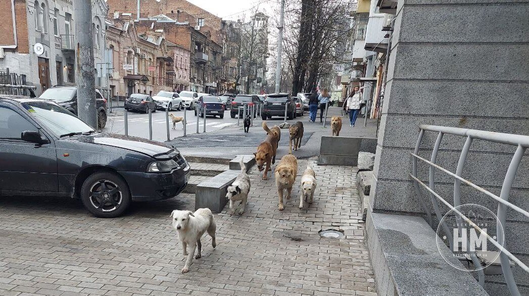 Новини Дніпра:  Про боротьбу зі зграями вуличних собак - Наше Місто