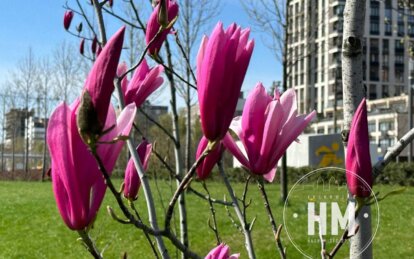 18 квітня Феодула-вітрогона - Наше Місто