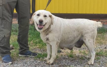 Новини Дніпра: Розшукуються господарі лабрадора