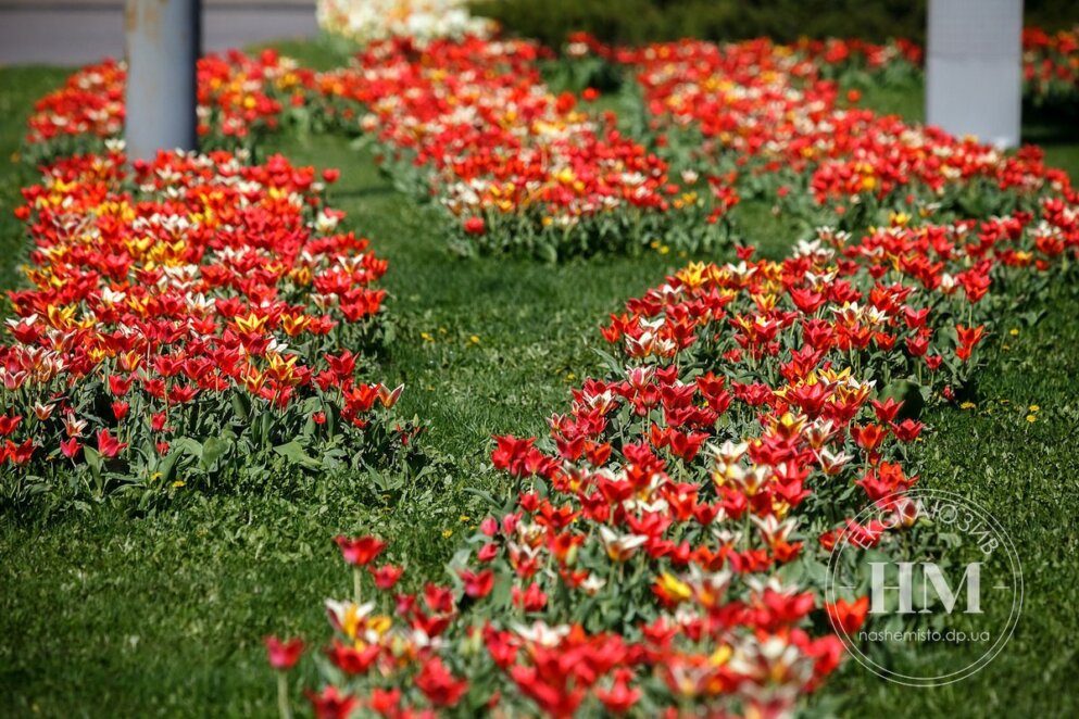 Новини Дніпра: Де у Дніпрі зацвіли тюльпани