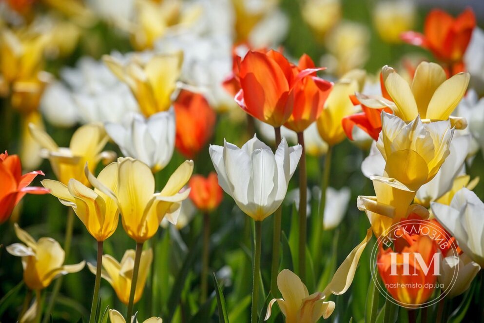 Новини Дніпра: Де у Дніпрі зацвіли тюльпани