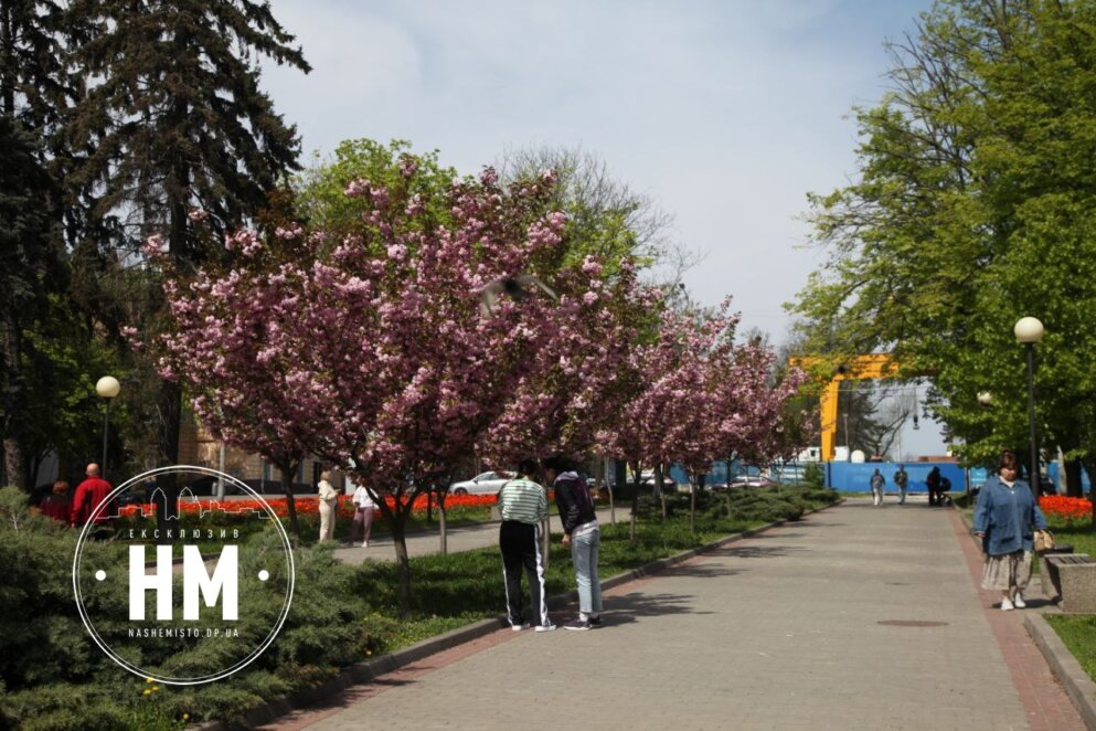 Травень у великому місті: Дніпро розчинився в обіймах сакур і тюльпанів (Фото)