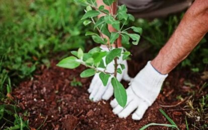 Новини Дніпра: Заборонили висаджувати дерева