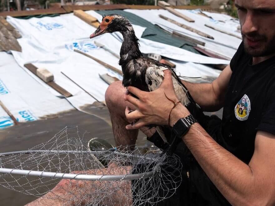 Новини Дніпра: Евакуація тварин в Херсоні