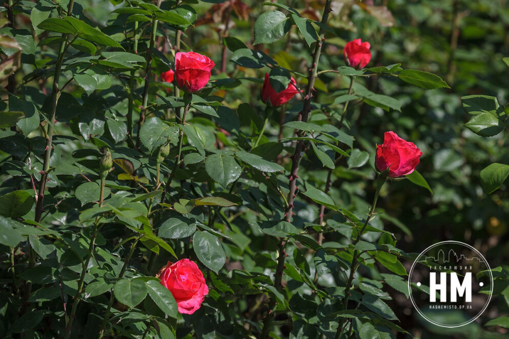 Новини Дніпра: Троянди в парку Глоби