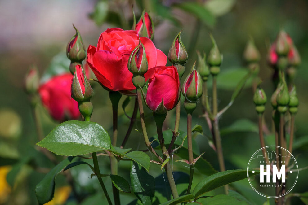 Новини Дніпра: Троянди в парку Глоби