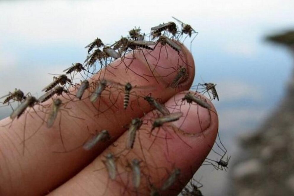 Новини Дніпра: Яку групу крові люблять комарі