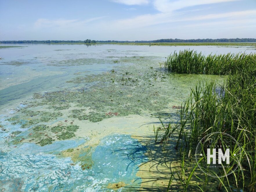 Річка Дніпро зацвіла - Наше Місто