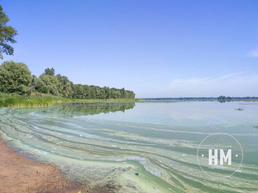 Річка Дніпро зацвіла - Наше Місто