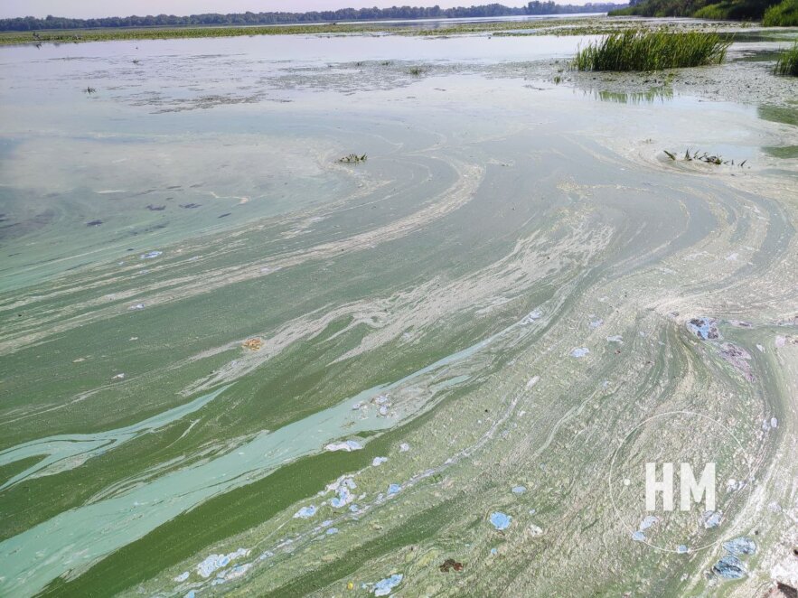 Річка Дніпро зацвіла - Наше Місто