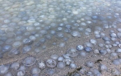 Азовське море перетворилося на медузний кисіль - Наше Місто