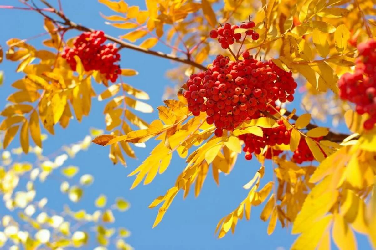 Яркая рябина осенью. Рябина осенью. Осень рябина. Гроздья рябины осенью. Рябина с желтыми листьями.