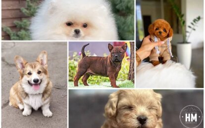 Новини Дніпра: Найдорожчі породи собак
