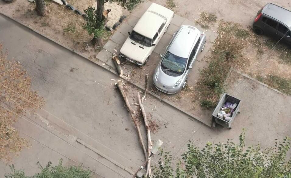У Дніпрі на Перемозі аварійне дерево, яке не дали прибрати мешканці, ледве не розчавило автівки