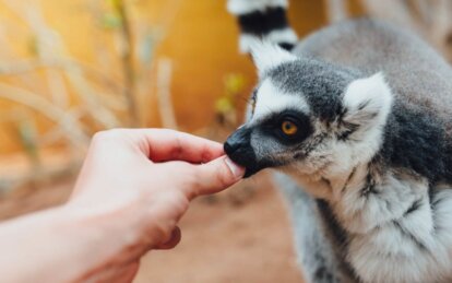 Зоопарки та зоокутки: де у Дніпрі та за містом можна подивитися на тварин