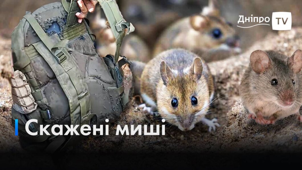 У лікарні Дніпра рятують військових, які постраждали від нашестя мишей в окопах