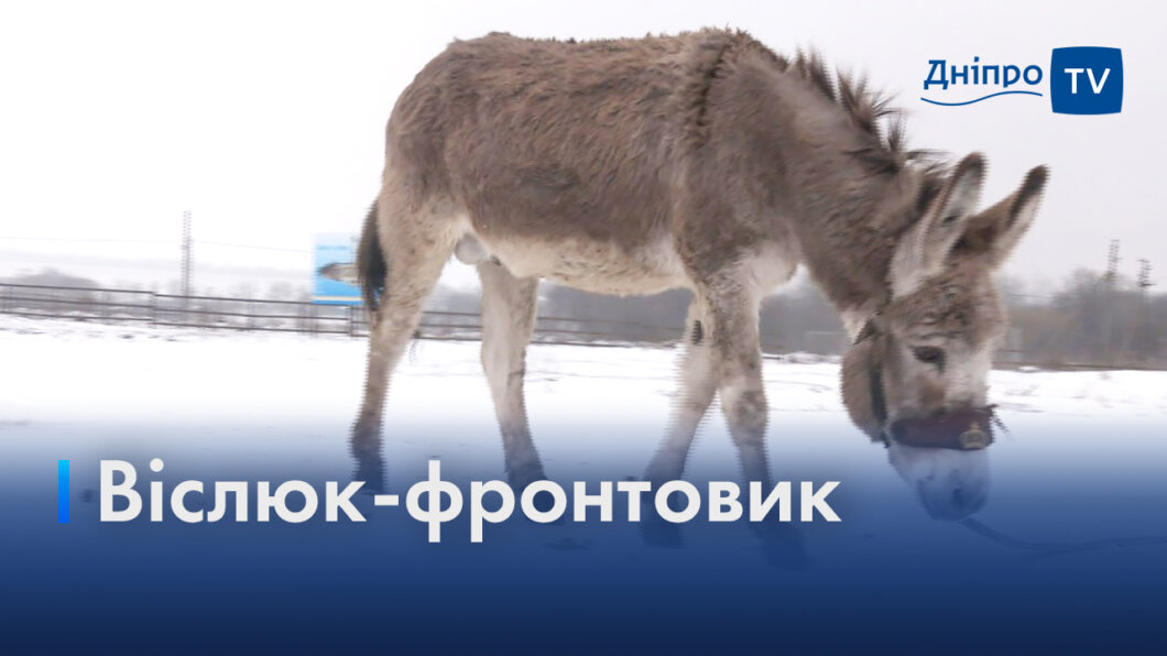 Возив на собі бойові снаряди: історія віслюка Хаймарса, якого евакуювали до Дніпра (Відео)