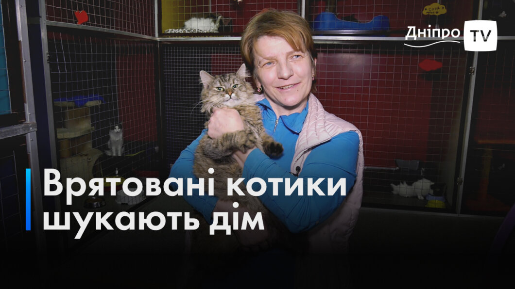 Тварини-переселенці: Дніпровський притулок прихистив котів, яких військові врятували з фронту (Відео)