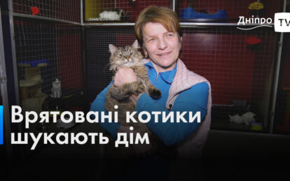 Тварини-переселенці: Дніпровський притулок прихистив котів, яких військові врятували з фронту (Відео)