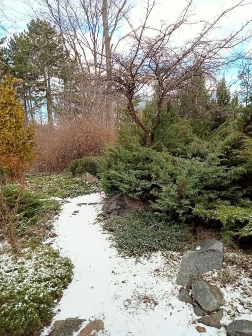 Перші весняні квіти, екскурсії та нова фотозона: у Дніпрі ботсад ДНУ запрошує на останній зимовий вікенд