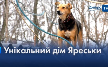 Унікальна охорона кооперативу: у Дніпрі собака живе на даху гаража (Відео)