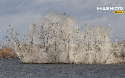 Баклани у Дніпрі - Наше Місто