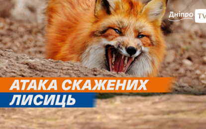 У Дніпрі оскаженілі лисиці нападають на домашніх тварин і людей