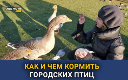 Как и чем кормить городских птиц: советы от зооволонтера из Днепра