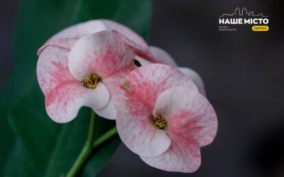 У Дніпрі в оранжереї Ботсаду розквітли унікальні екзотичні рослини